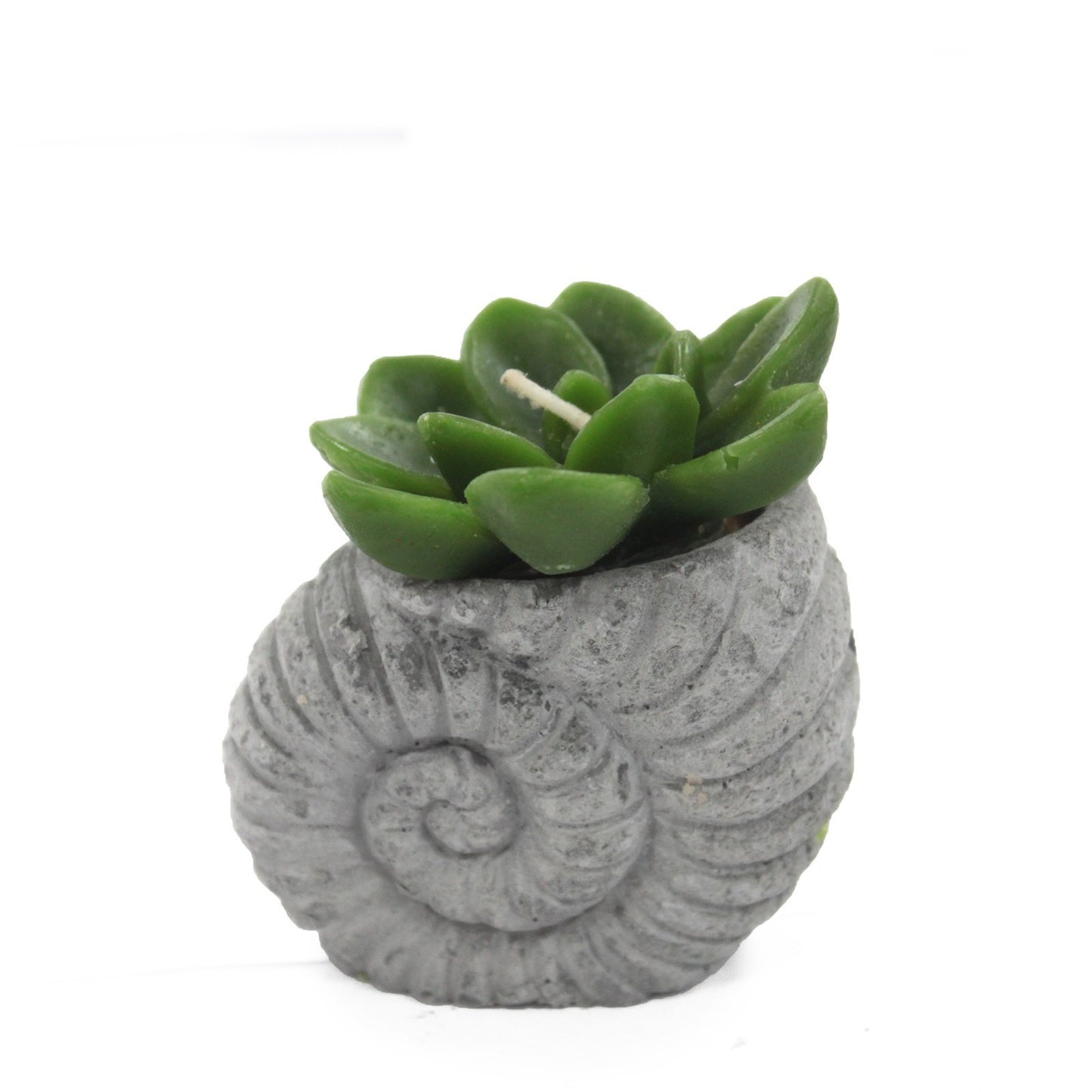 Velas de catos - ecrã Shell Pot (asst)